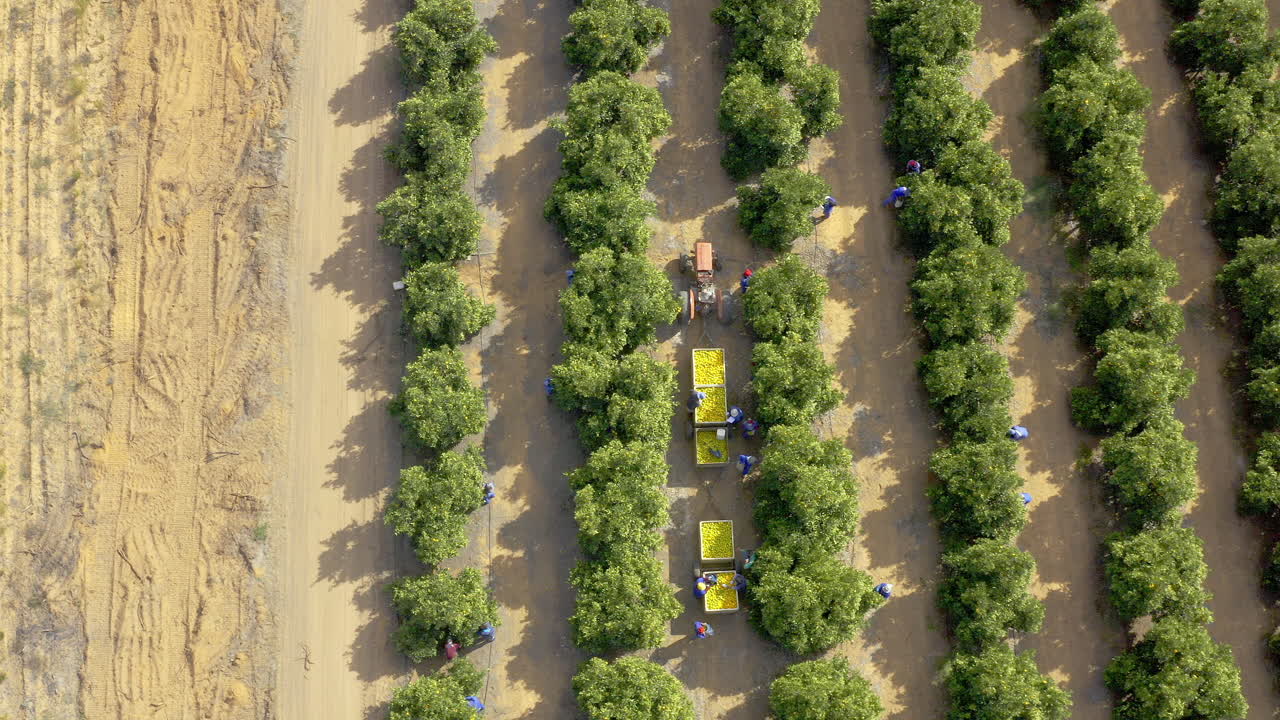 감자 수확 시즌이 한창입니다.