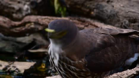 The-Crested-Goshawk-is-one-of-the-most-common-birds-of-prey-in-Asia-and-belonging-to-the-same-family-of-eagles,-harriers