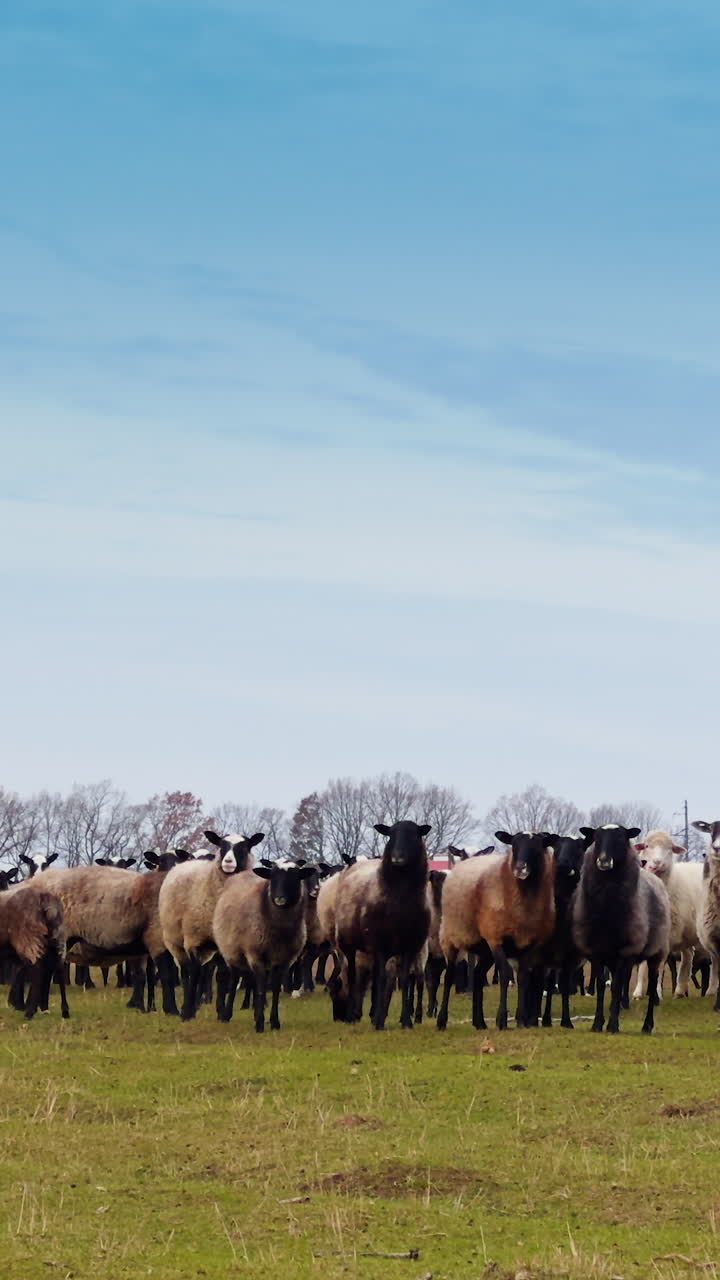 White, grey, and brown black-muzzled sheep in a big flock. Domestic animals in the field look at camera. Vertical video