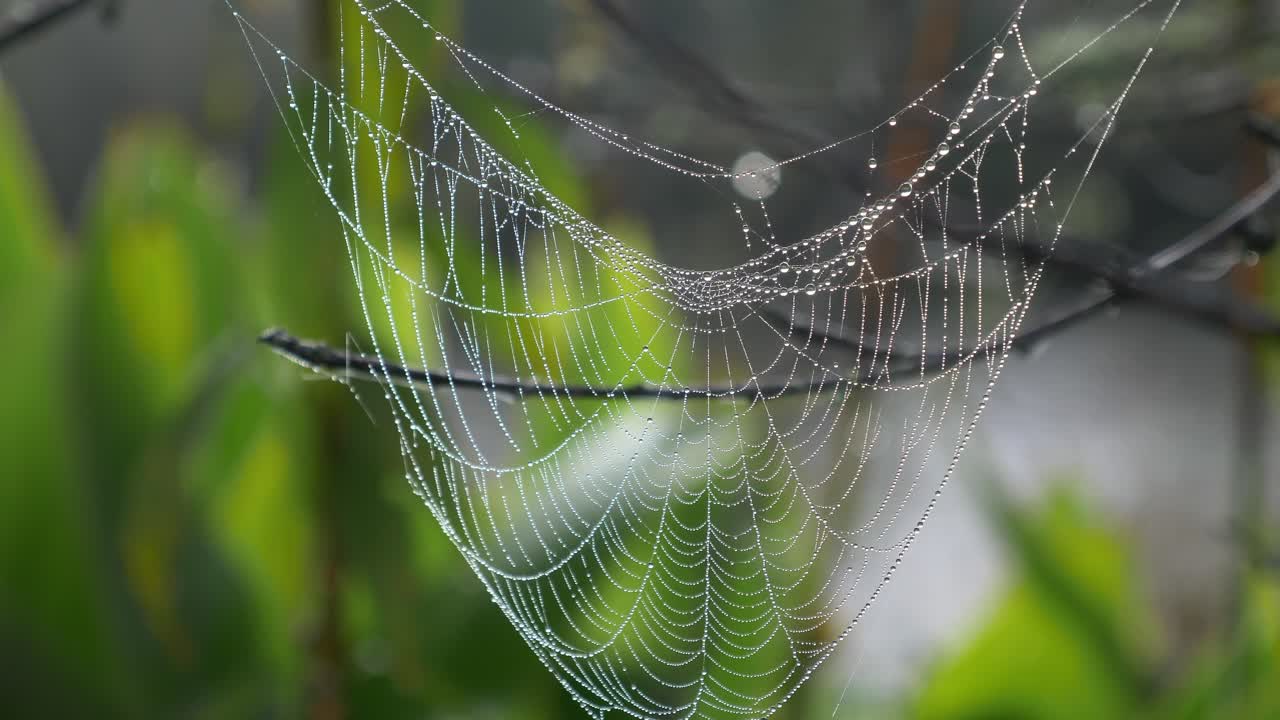 telaraña con gotas colgantes de rocío contra la naturaleza bokeh