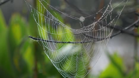 Spider-Web-With-Hanging-Drops-Of-Dew-Against-Bokeh-Nature