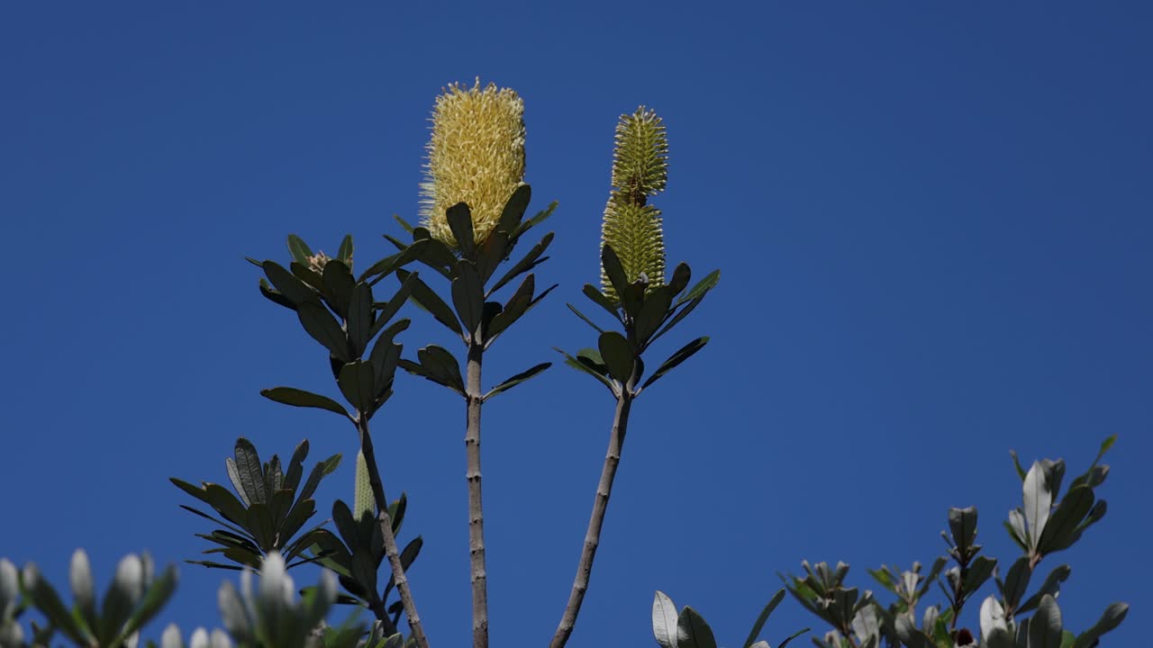 은 파란 하늘을 배경으로 해안 시아 꽃