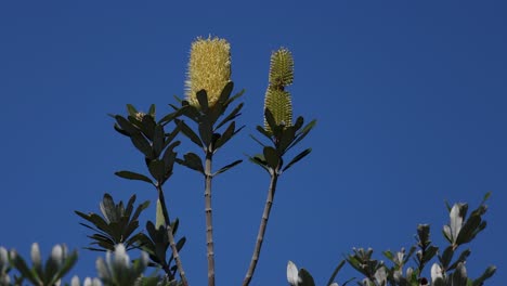 coastal banksia flowers against clear blue sky