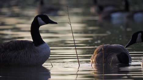 geese nibbling in the early morning light of arizona