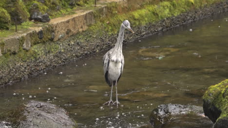 garza gris forrajeando en un arroyo suave en un día lluvioso