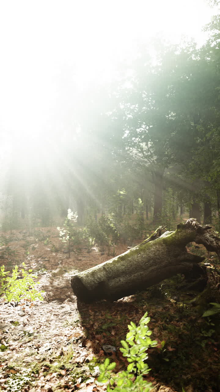 안개 숲 을 가로질러 흐르는 빛