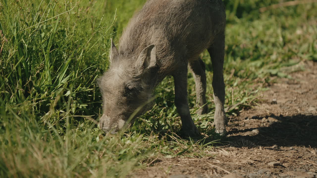 Young Warthog in the African Savanna