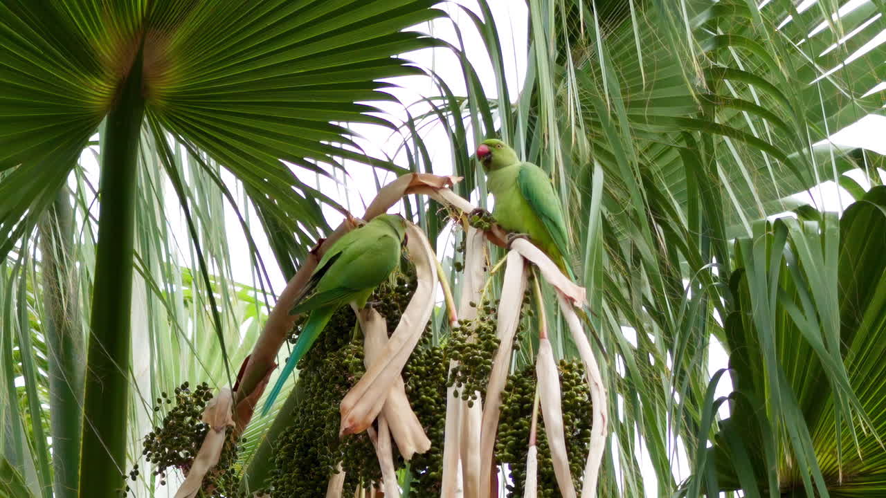 Close up of green parrots in a palm tree