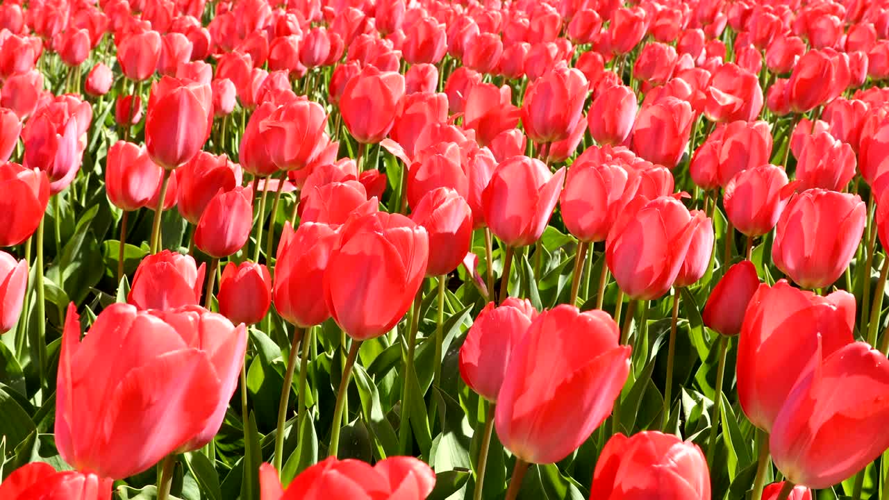 red tulips waving in the wind