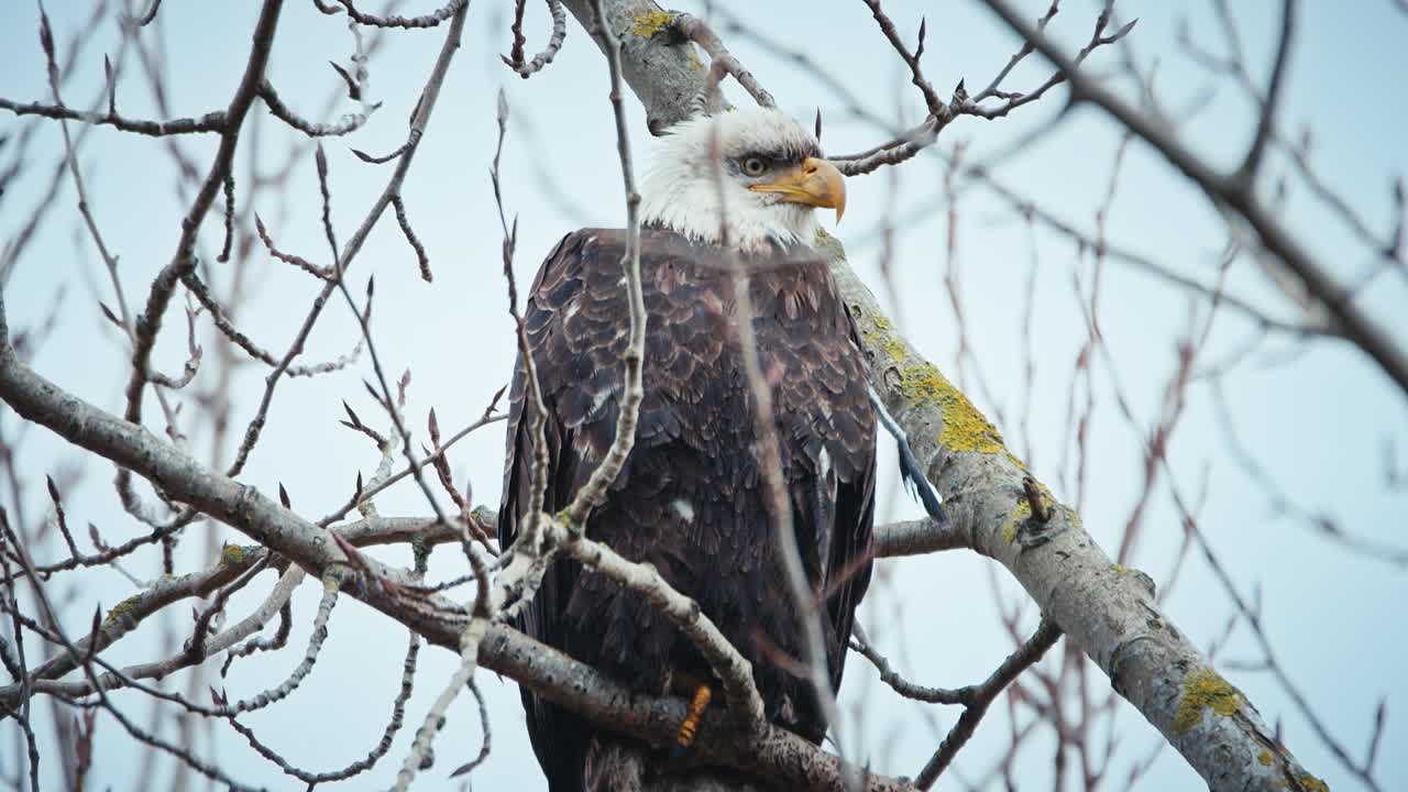 águila calva sentada todavía en las ramas de los árboles desnudos