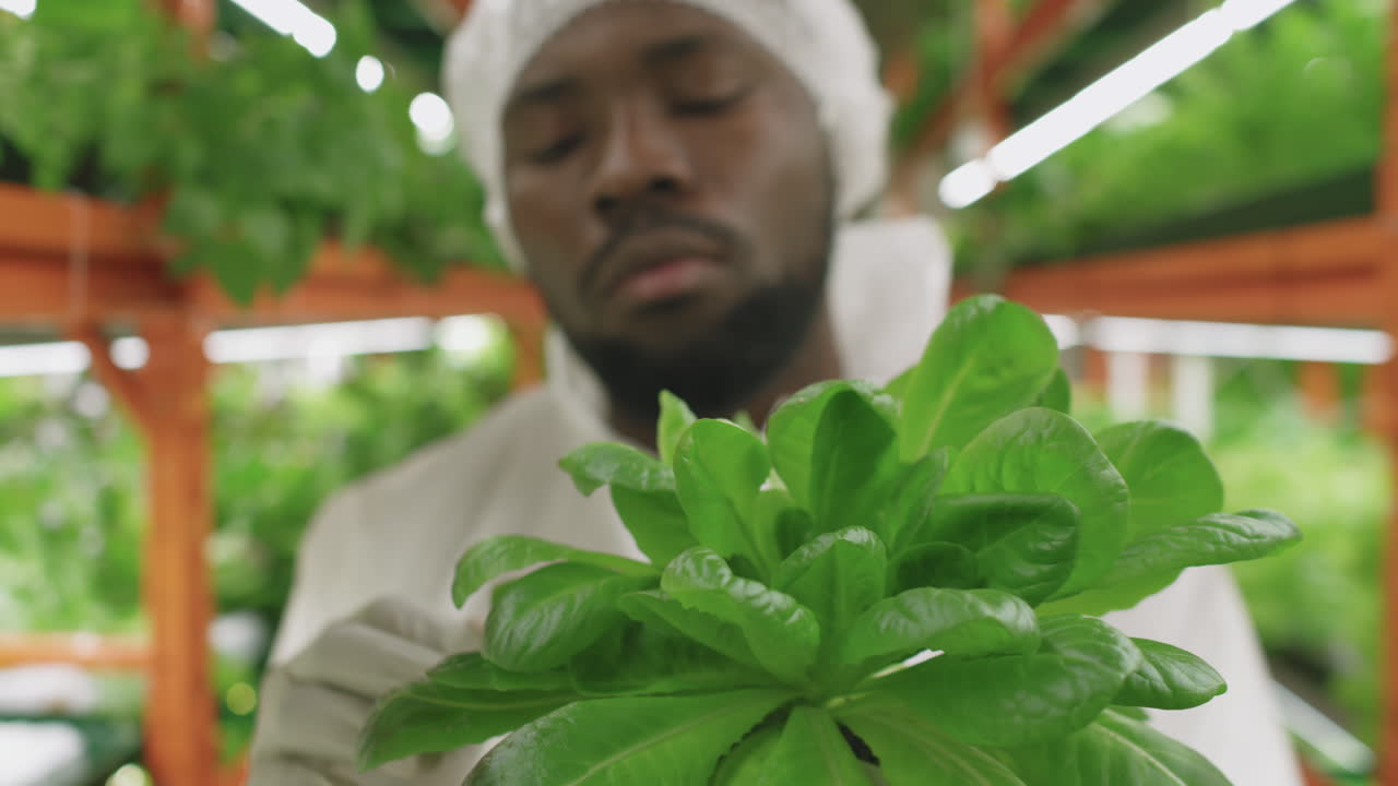 Agroengineer Inspecting Spinach Seedlings