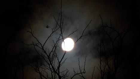 luna detrás de las ramas de un árbol con nubes pasando