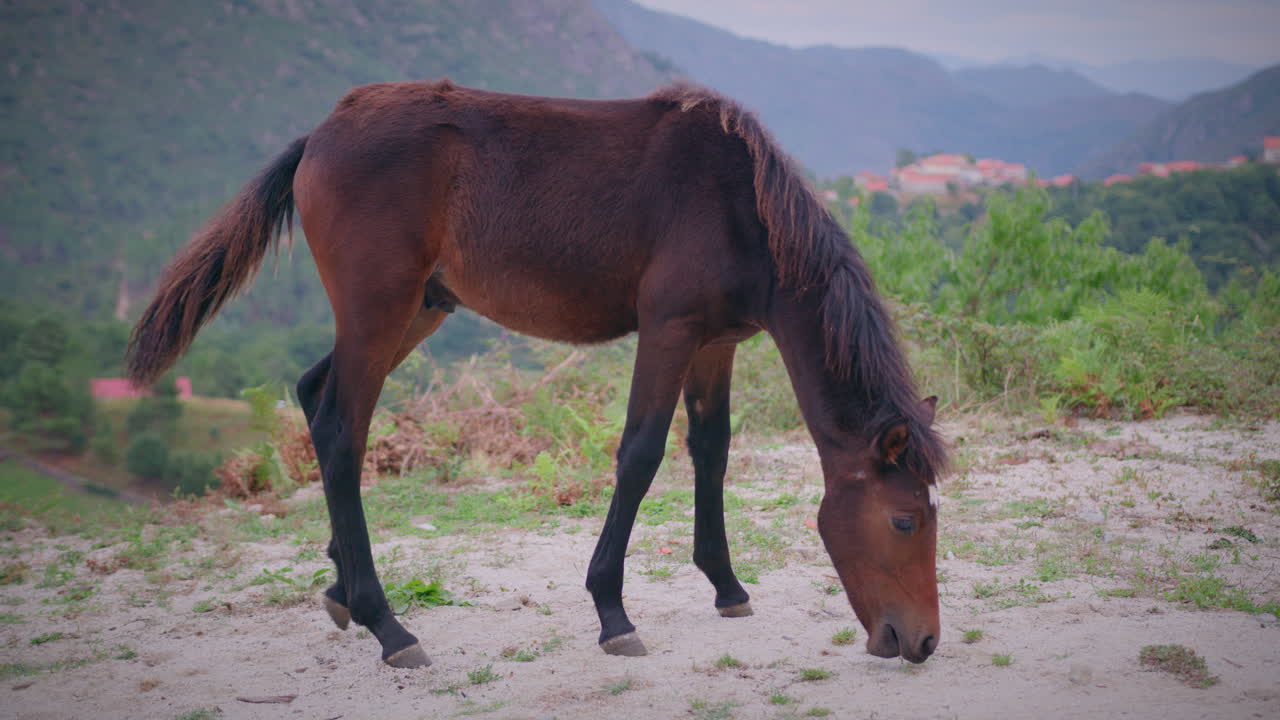 un potro salvaje se alimenta de hierba salvaje en el parque nacional de geres.