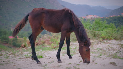 wild foal feeding on wild grass in geres nation park full shot