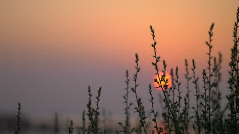 Abendszene-Mit-Roter-Sonne-Und-Gras