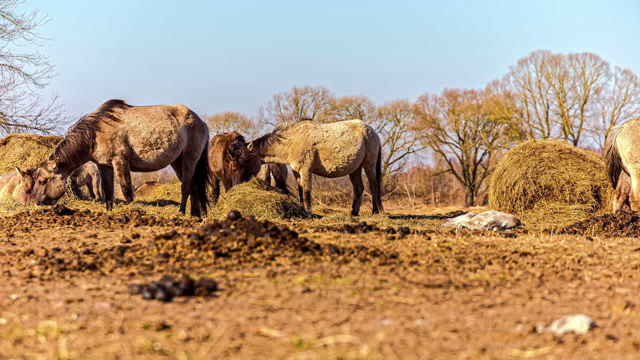 화창한 날 시골 농장에 흩어진 똥이 있는 건초를 먹고 있는 더러운 말들
