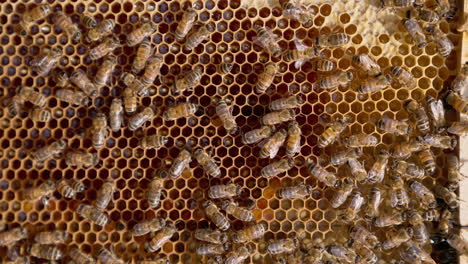 honeybees on honeycomb