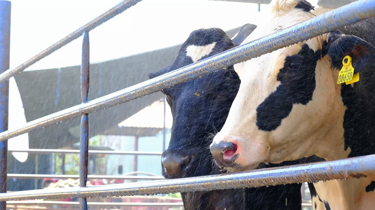 샤워 시스템이 개를 냉각시키기 위해 켜집니다.