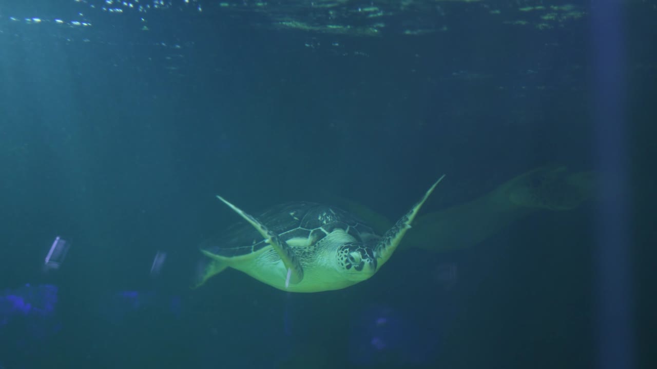 수족관 에서 물  에서 수영 하는 바다 거북이