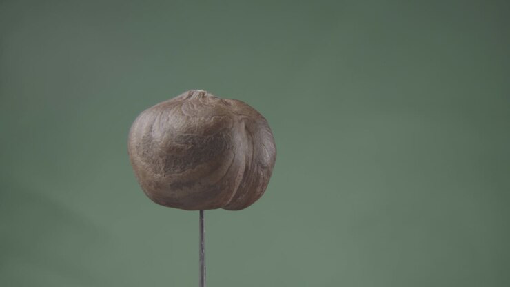Hazelnut rotating with loop on green screen for chroma key