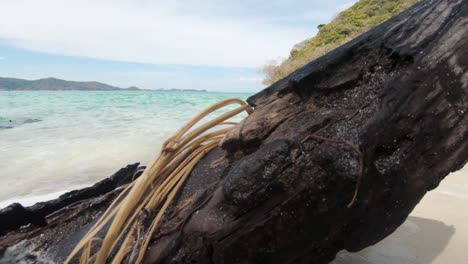 troncos de árboles en aguas de mar de playa tropical