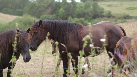 paisaje rural en detalle: caballos marrones iluminados por el sol pastando, potros creciendo en exuberantes pastizales, capturados en cámara lenta