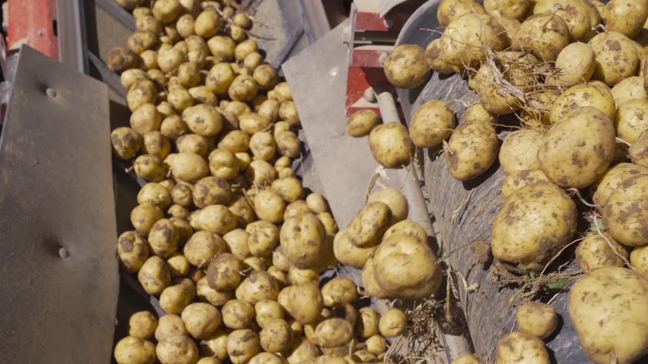 patatas recién cosechadas en movimiento en una cinta transportadora móvil.