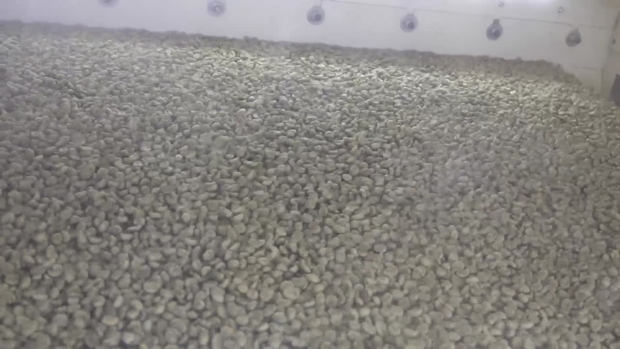 커피 공장 커피 콩 만들기 29.97fps