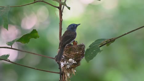 Schwarznackenmonarch,-Hypothymis-Azurea,-Nationalpark-Kaeng-Krachan,-Thailand