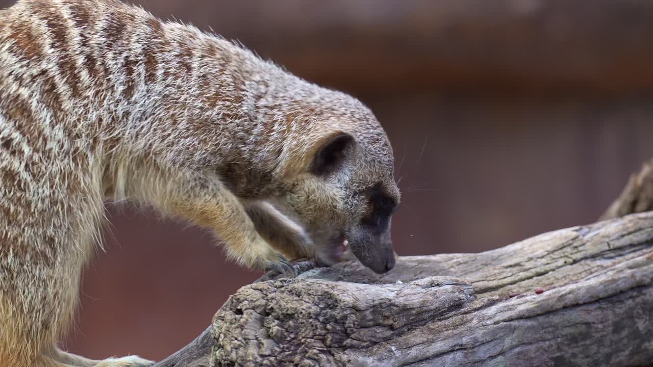 Primo piano di un suricato (suricata suricatta) intento a cercare cibo