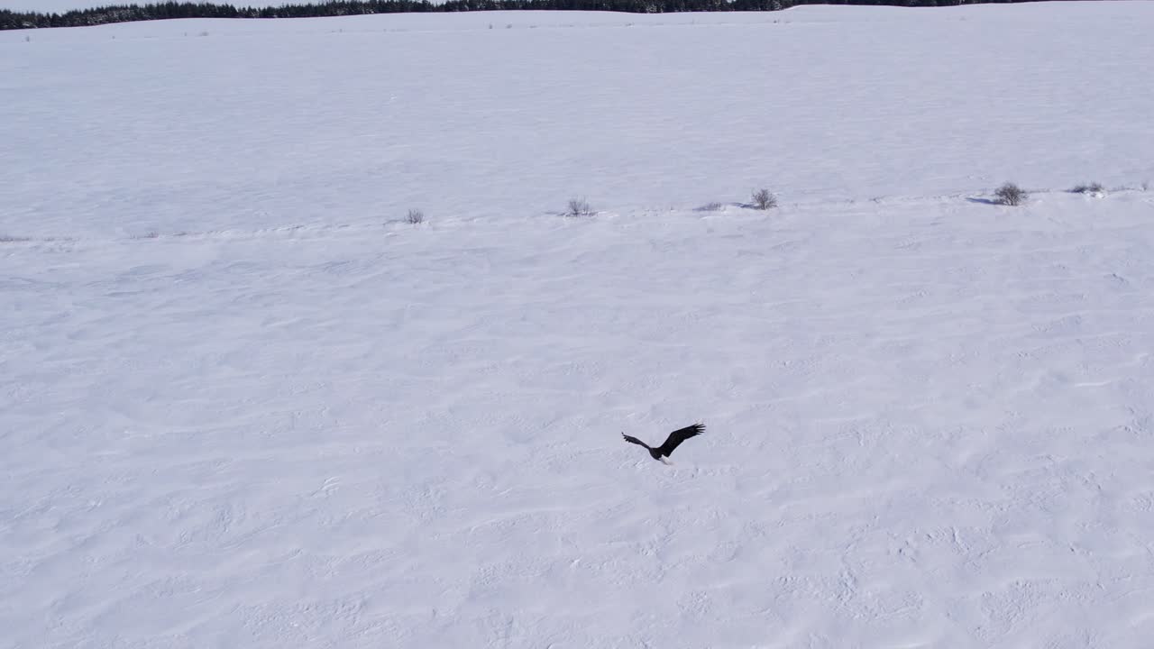 flying with bald eagles winter