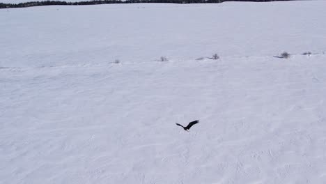 flying with bald eagles winter