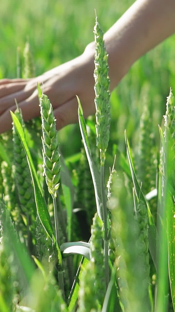 A hand of a child is touching unripe wheat spikelets of green colour in the field. Slow motion Vertical video