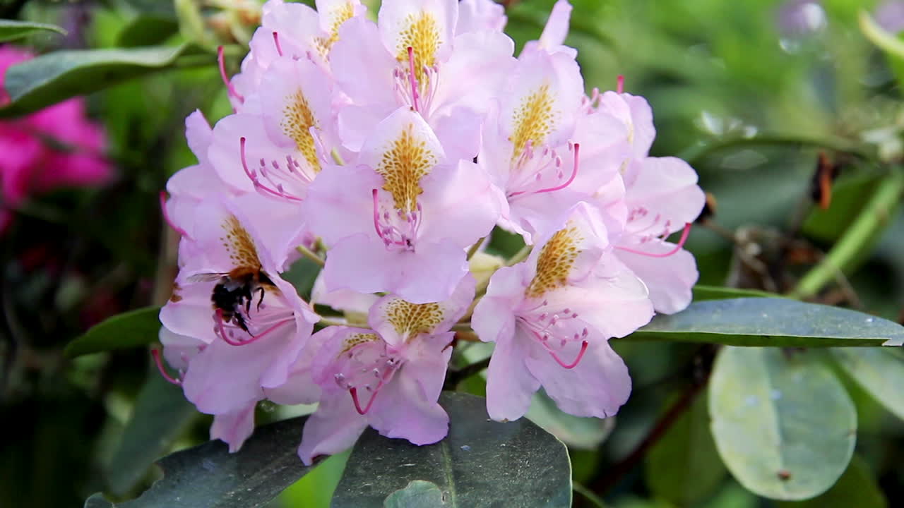 진달래 아름다운 꽃과 땅벌 음료 꿀 꿀벌