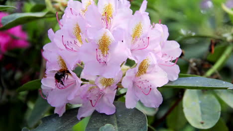 rhododendron 蜜蜂的花朵和蜜蜂的水蜜