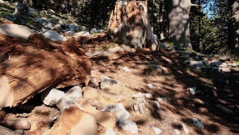 Hand-Wirft-Ein-Kleines-Stück-Holz-Auf-Den-Waldboden---Kamerafahrt-In-Zeitlupe