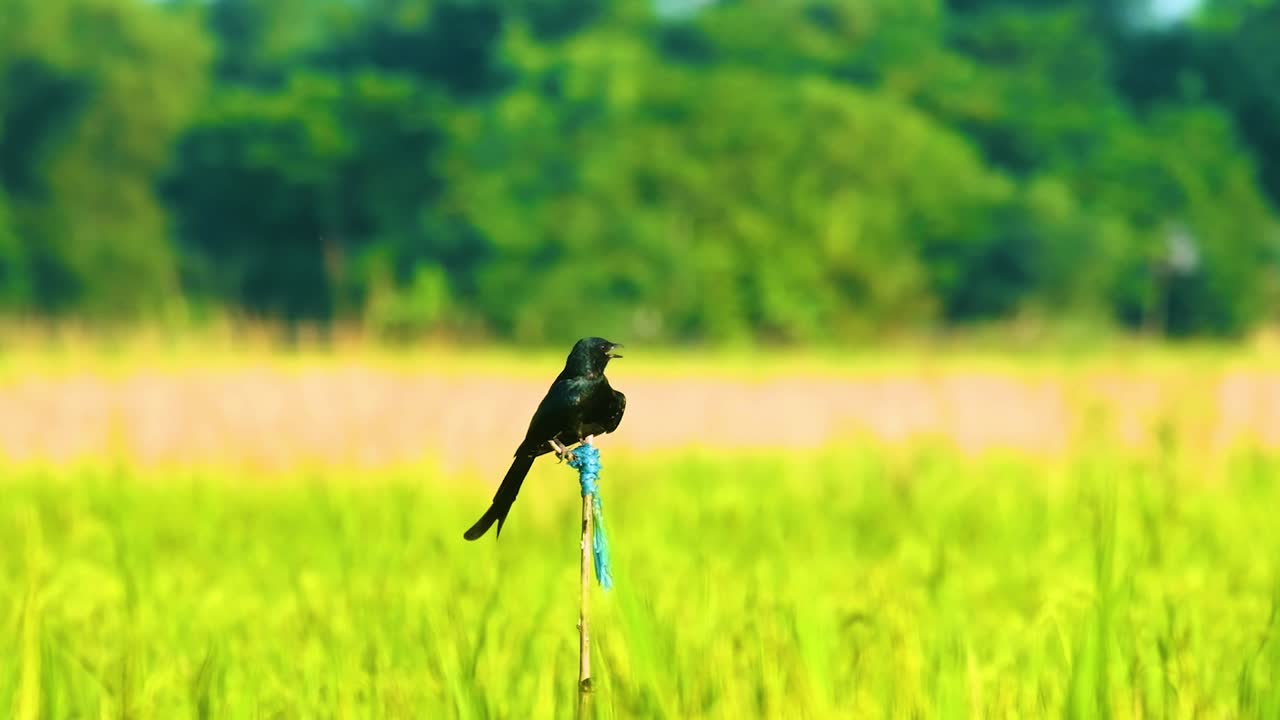 pájaro drongo sentado en un palo en una granja de arroz con fondo borroso