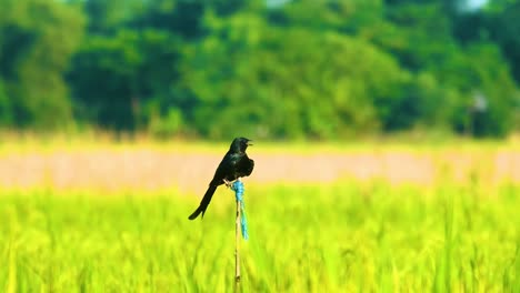 Pájaro-Drongo-Sentado-En-Un-Palo-En-Una-Granja-De-Arroz-Con-Fondo-Borroso