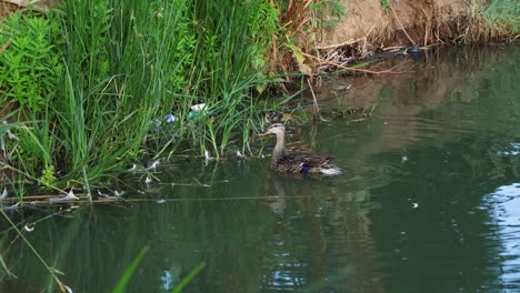 los patos bebés nadando con el pato madre