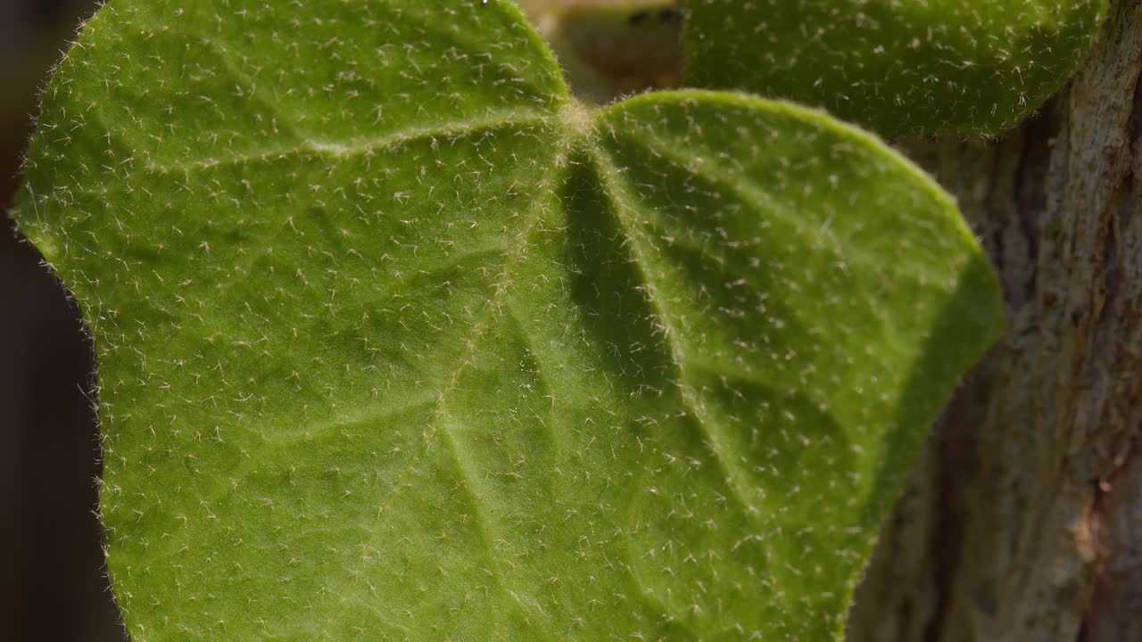 Macro close-up of common ivy plant climbing tree at Lake Como, Italy (Lago di Como, Italia), sunny natural scene