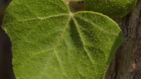 macro close-up of common ivy plant climbing tree at lake como, italy (lago di como, italia), sunny natural scene