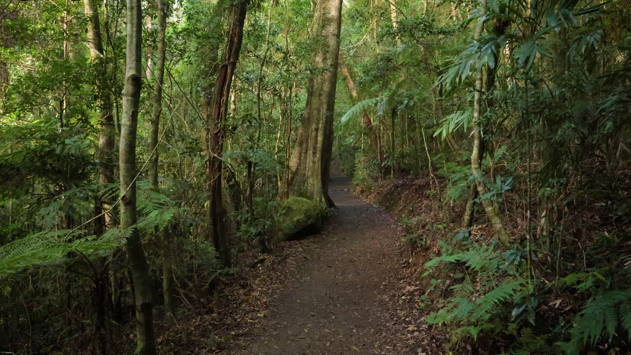 Handheld Footage along the Dave's Creek Circuit walk in Lamington National Park, Gold Coast Hinterland, Australia