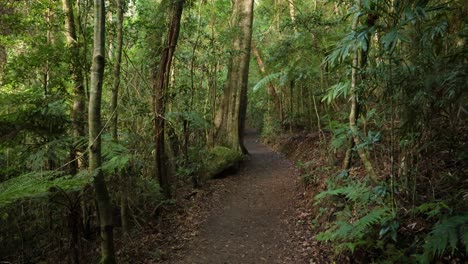 Handheld-Footage-along-the-Dave's-Creek-Circuit-walk-in-Lamington-National-Park,-Gold-Coast-Hinterland,-Australia