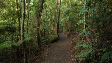 imágenes portátiles a lo largo del circuito de dave's creek en el parque nacional de lamington, el interior de la costa de oro, australia