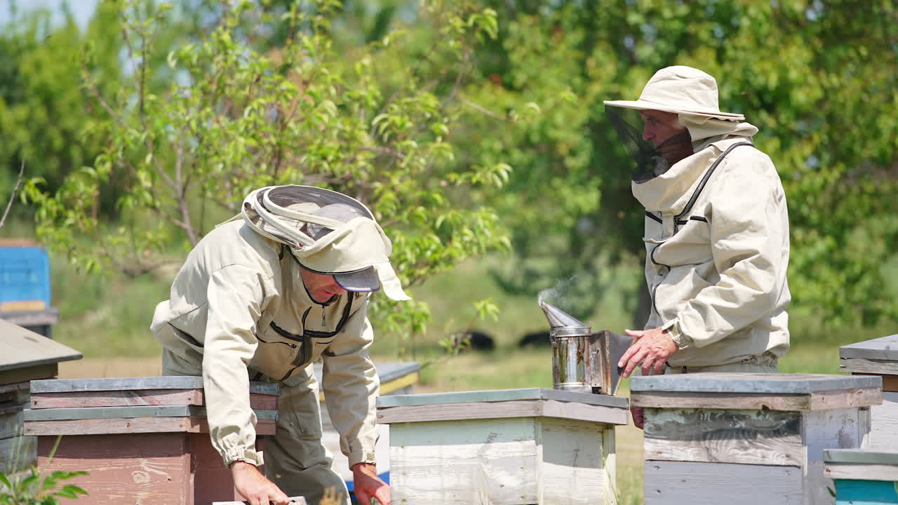 Two beekeepers in protective clothes and hats working at apiary. Younger man looks at frame covered with bees. Green trees backdrop.