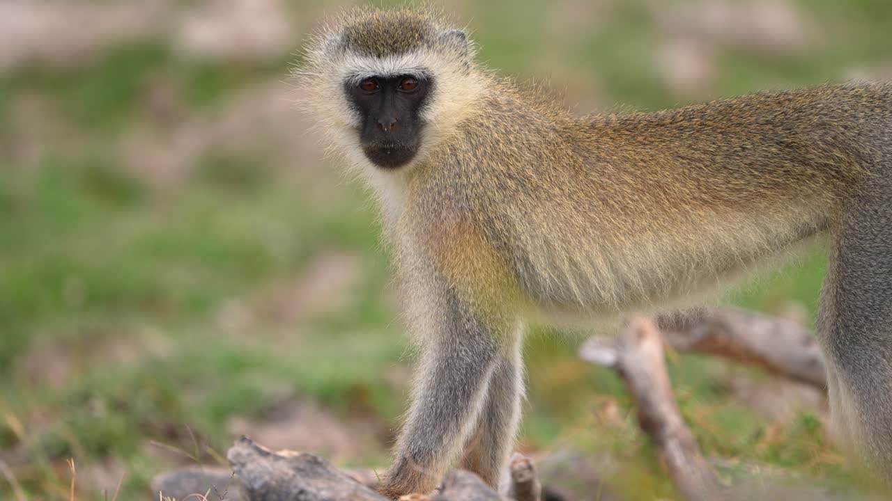 Comportamento di una scimmia selvatica che si gratta in un habitat naturale di prateria