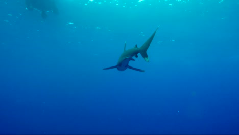 oceanic white tip shark swims towards then away from camera with pilot fish in front of her