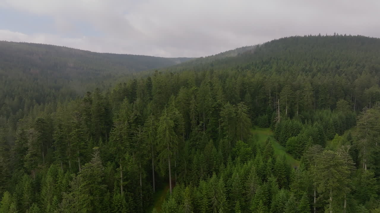 Vista aerea di una foresta verde e lussureggiante nelle montagne