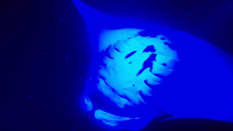 mantarrayas gigantes nadan bajo la luz azul en el océano por la noche