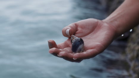 cerca de las manos de la mujer sosteniendo una concha sacando la concha del agua del océano